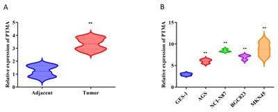 Comprehensive analysis of lactylation-related gene sets and mitochondrial functions in gastric adenocarcinoma: implications for prognosis and therapeutic strategies